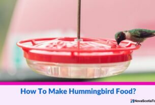 How To Make Hummingbird Food