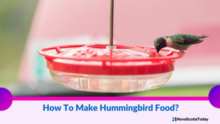 How To Make Hummingbird Food