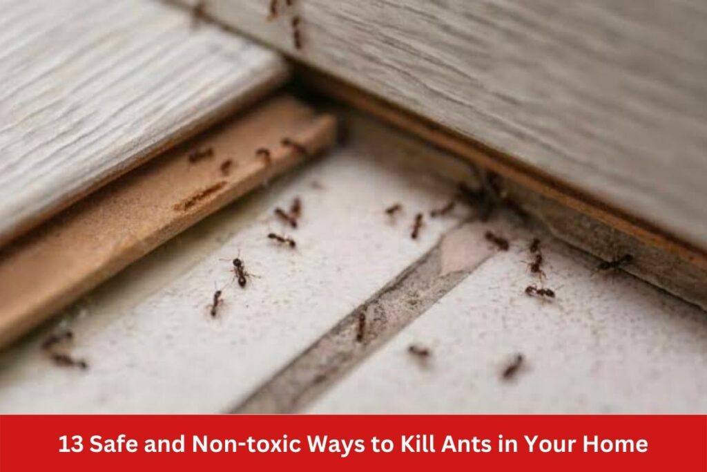 Safe and Non-toxic Ways to Kill Ants